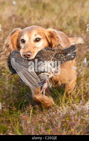 Cocker Spaniel Hund Abrufen von einem Auerhahn, die auf eine Grouse Moor getrieben Shooting gedreht wurde Stockfoto