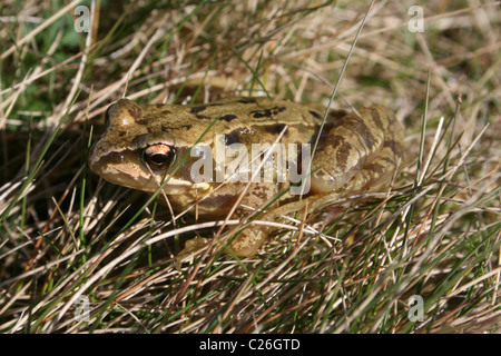 Gemeinsamen Frosch Rana Temporaria In Grass On Hilbre Island, Wirral, UK Stockfoto