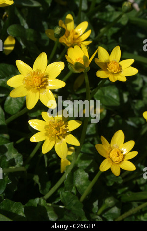 Kleinen Schöllkraut Ranunculus Ficaria wächst auf Hilbre Insel, Wirral, UK Stockfoto