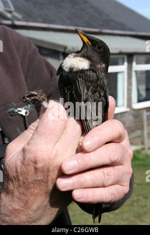 Zweite Jahr männliche Ring Ouzel Turdus Manlius In The Hand nach wird beringt am Hilbre Bird Observatory, Wirral, UK Stockfoto