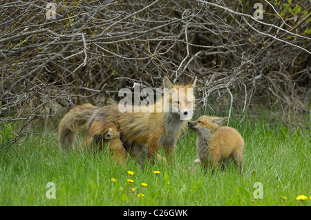 Fox-Mutter stillen ihre Jungen. Stockfoto