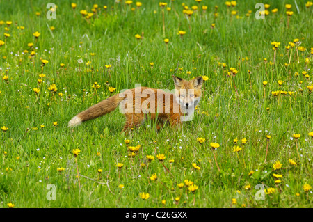 Red Fox Pup inmitten von Frühlingsblumen Stockfoto