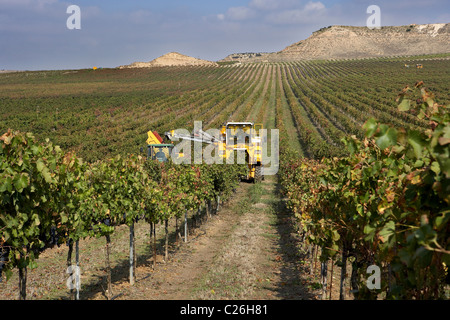 Mähdrescher auf einem Weingut in Raimat LLeida Stockfoto
