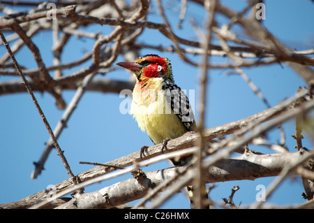 Rote und gelbe Barbet in den Tsavo West Nationalpark, Kenia. Stockfoto