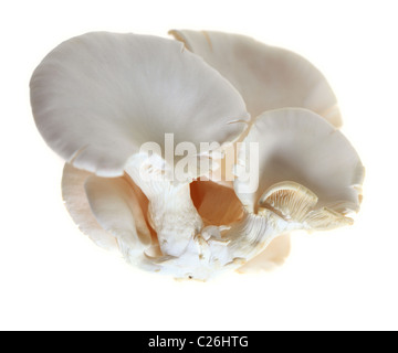 Die essbaren Austernpilz, Pleurotus Ostreatus, die in Japanisch, Chinesisch und Koreanisch Essen verwendet wird Stockfoto