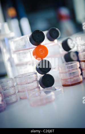 Zellkulturflaschen und Petrischalen in Science Lab Labor Mikrobiologie Stockfoto