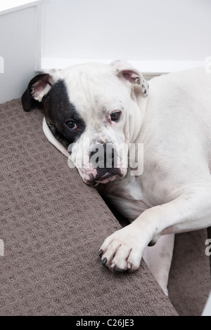 Old Tyme Bulldogge Stockfoto