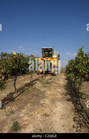 Mähdrescher auf einem Weingut in Raimat LLeida Stockfoto