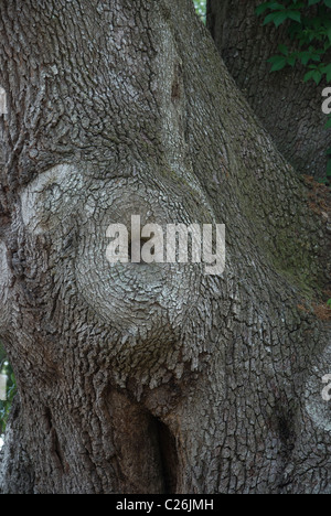 Detail der alten Eichen Baumstamm North Florida Stockfoto