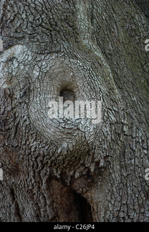 Detail der alten Eichen Baumstamm North Florida Stockfoto