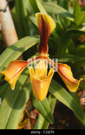 Paphiopedilum Orchideen (Paphiopedilum Villosum) am Royal-Projekt in Doi Ang Khang, Thailand Stockfoto