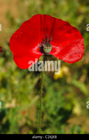 Roter Mohn (Papaver) am Royal-Projekt in Doi Ang Khang, Thailand Stockfoto