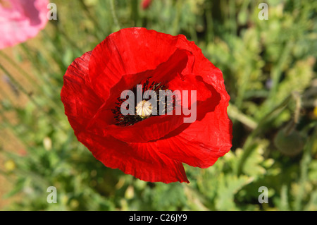 Roter Mohn (Papaver) am Royal-Projekt in Doi Ang Khang, Thailand Stockfoto