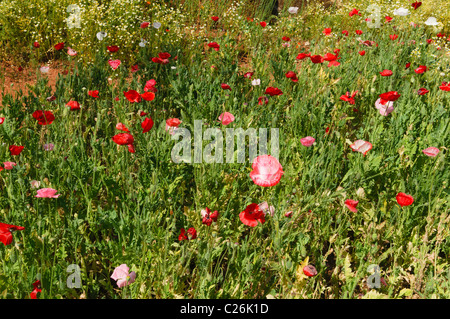 Roter Mohn (Papaver) am Royal-Projekt in Doi Ang Khang, Thailand Stockfoto