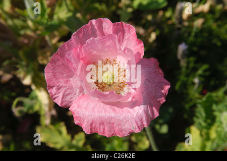 rosa Mohn (Papaver) am Royal-Projekt in Doi Ang Khang, Thailand Stockfoto