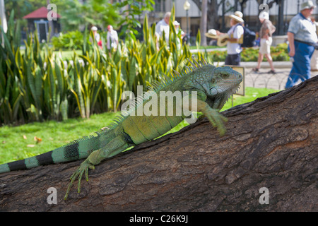 Grüner Leguan, Parque Bolivar, Guayaquil, Ecuador Stockfoto
