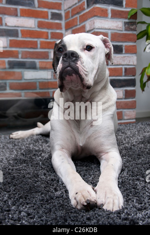 Old Tyme Bulldogge Stockfoto