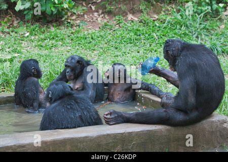 Familie Gruppe von Gefangenen Bonobo-Schimpansen häufig ins Wasser um sich in der Hitze des Tages abzukühlen. Stockfoto
