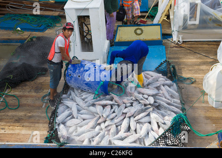 Thunfisch vom Fischerboot, Manta, Ecuador entladen wird Stockfoto