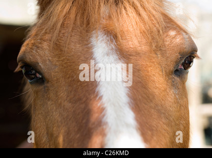 Extreme Nahaufnahme Pferd Stockfoto