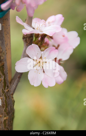 Pflanzen auf Etagen Garten Zentrum Kelso Schottland Frühjahr - rosa Blüte auf eine Zierkirsche Stockfoto