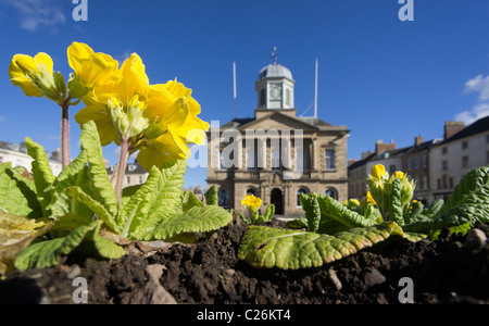 Kelso, Scottish Borders, UK - Regency Townhouse (Rathaus) - Frühling Primel in Blumenkasten Stockfoto