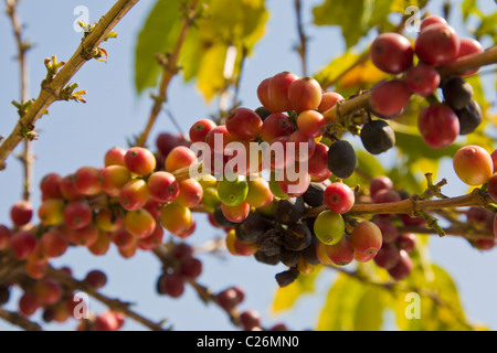 Arabica-Kaffee Bush und Bohnen, Comala, Mexiko Stockfoto