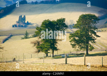 Bäume auf Hawthorn Hill gesehen von Offa es Dyke Pfad in der Nähe von Knighton Powys Mid Wales UK Stockfoto