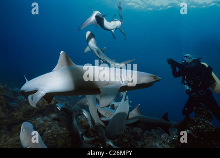 Taucher, die Fütterung Weißspitzen Reef Shark Cocos Island, Costa Rica - Pazifik Stockfoto