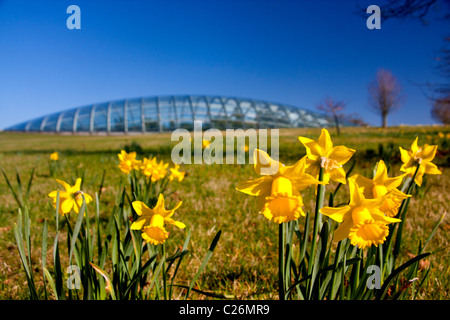 Narzissen außerhalb große Gewächshaus National Botanic Garden of Wales in der Nähe von Llanarthne Carmarthenshire West Wales UK Stockfoto