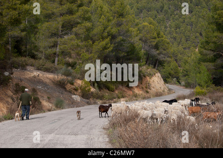 Shephered hüten Ziegen & Schafe, Yeste, Kastilien-La Mancha, Spanien Stockfoto