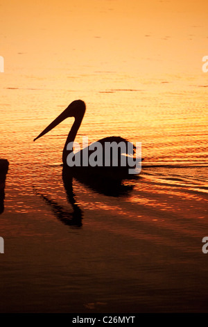 Australischer Pelikan (Pelecanus Conspicillatus) Silhouette bei Sonnenuntergang am Lake Macquarie New South Wales Australien Stockfoto