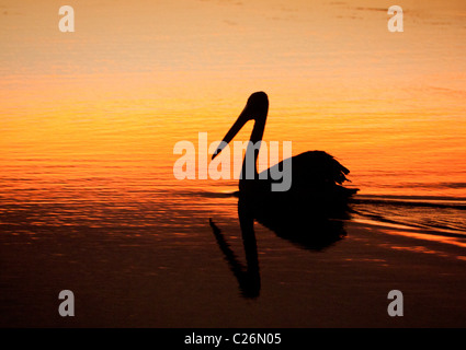 Australischer Pelikan (Pelecanus Conspicillatus) auf dem Wasser des Sees am Sonnenuntergang Lake Macquarie New South Wales (NSW) Australien Stockfoto