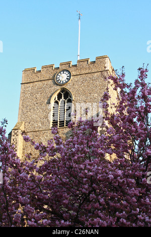 Turm von Str. Marys Kirche in Bury St Edmunds mit Frühling Blüte Stockfoto