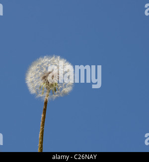 Ein Löwenzahn, isoliert gegen den blauen Himmel. Stockfoto