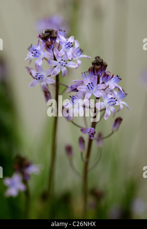 Herbst-Blaustern, Prospero Autumnale (SY Scilla Autumnalis), Liliaceae, Europa und Nordafrika. Selten in Großbritannien. Stockfoto