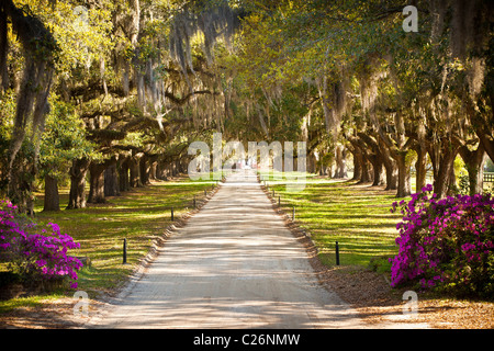 Avenue of Oaks in Boone Hall Plantation in Charleston, SC. Stockfoto
