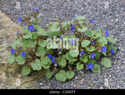 Kalifornien Bluebell, Desert Blue Bells, Wüste Glockenblumen, Desertbells, Phacelia Campanularia Subspecies Campanularia, Boraginaceae Stockfoto