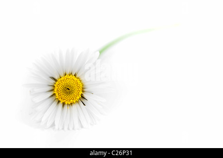 White Daisy beleuchtet, isoliert auf weißem Hintergrund Stockfoto