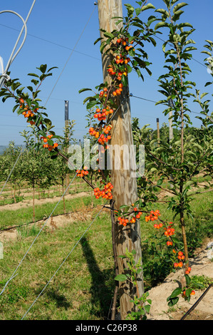 Crab Apple Pollenizer am Ende einer Reihe von kommerziellen jungen Apfelbäumen in einem Schweizer Obstgarten gepflanzt. Stockfoto