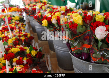 Rosen für den Verkauf auf einer deutschen Ostermarkt in Halle Stockfoto