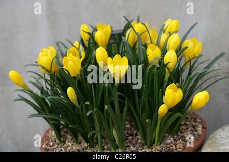 Gelbe Herbstzeitlose, Sternbergia Lutea, Amaryllisgewächse. Aka Herbst Narzisse, Herbst Narzisse, Lilie-the-Bereich, Winter Narzisse. Stockfoto