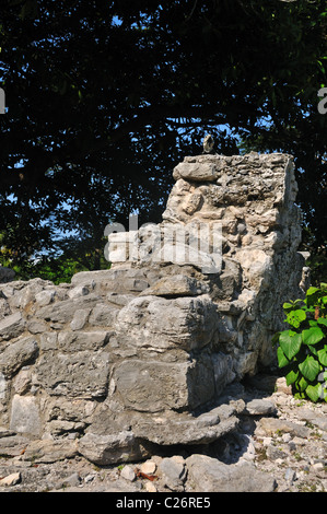 Grüner Leguan auf Maya-Ruinen in Playa Del Carmen Mexiko Stockfoto