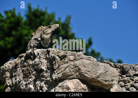 Grüner Leguan auf Maya-Ruinen in Playa Del Carmen Mexiko Stockfoto