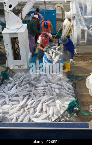 Thunfisch vom Fischerboot, Manta, Ecuador entladen wird Stockfoto