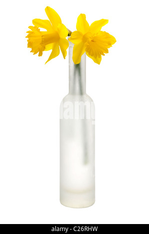 zwei Narzissen Blumen in vase Stockfoto