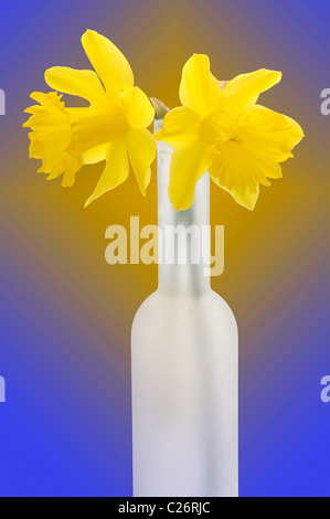 zwei Narzissen blühen in hohen vase Stockfoto