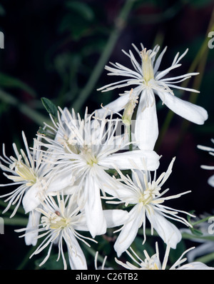 Nahaufnahme des Reisenden Freude / alten Mannes Bart / Goatsbeard Blumen Clematis Aistata - Familie Butterblume Stockfoto