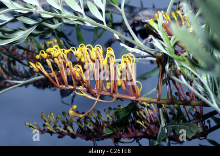 Nahaufnahme von Silky Eiche/Süd Silky Eiche/Australian Silver Oak blühen nur Öffnung Grevillea Robusta - Familie Proteaceae Stockfoto