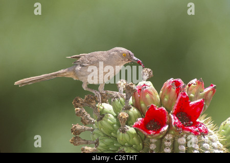 Kurve in Rechnung gestellt Thrasher Sagaro Kaktus Frucht gegessen Stockfoto